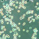 Fluorescent Binocular Stereo Microscope
